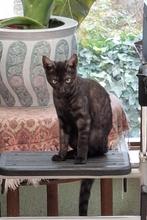 Kater, geboren op 18 maart 25, Dieren en Toebehoren, Katten en Kittens | Raskatten | Korthaar, Kater, 0 tot 2 jaar