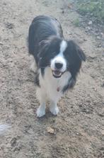 Lieve border collie reu, Parvo, Reu, 1 tot 2 jaar, Collie