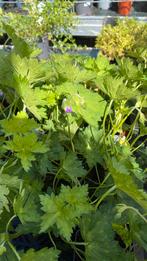 Geranium rozanne, Tuin en Terras, Ophalen, Zomer, Bodembedekkers, Volle zon