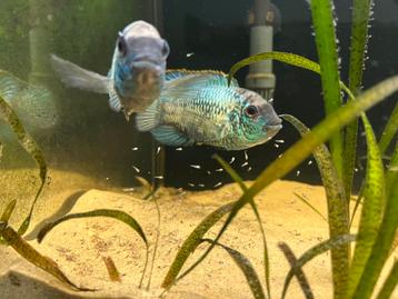 Electric Blue Acara (bewezen koppel) beschikbaar voor biedingen
