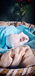 Wit Roodoog - Beer - geb 18/08, Dieren en Toebehoren, Cavia, Augustus, Mannelijk, Tam