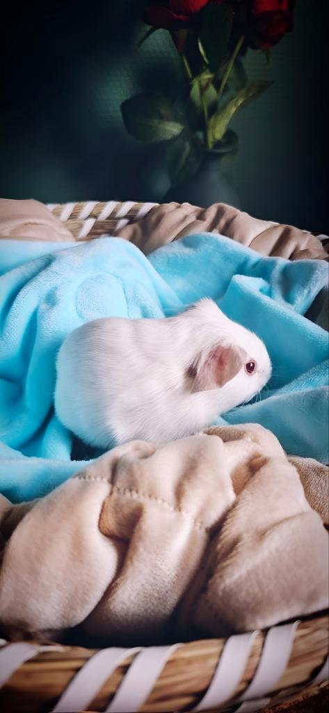 Wit Roodoog - Beer - geb 18/08, Dieren en Toebehoren, Knaagdieren, Mannelijk, Cavia, Augustus, Tam