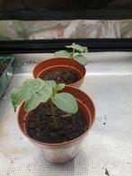 Watermeloen zaailing/Watermelon seedling(Sugar baby) plantje, Tuin en Terras, Planten | Tuinplanten, Ophalen