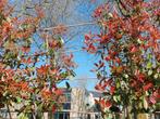 Red robin glans mispel 50 euro per stuk, Tuin en Terras, Planten | Bomen, Ophalen, Halfschaduw, Overige soorten, Lente