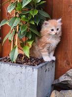 Lieve, rode. langharige en super sociale kitten, Dieren en Toebehoren, Katten en Kittens | Raskatten | Langhaar, Meerdere dieren
