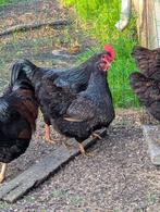 Dubbel gezoomde barnevelder broed eieren, Dieren en Toebehoren, Kip