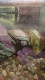 Afrikaanse moeras schildpadden:), Dieren en Toebehoren, Reptielen en Amfibieën | Toebehoren, Ophalen, Nieuw