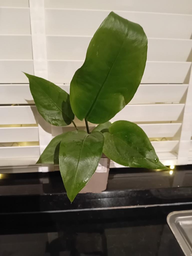 Anthurium Plowmanii plant, Huis en Inrichting, Kamerplanten, Ophalen of Verzenden, Halfschaduw, Minder dan 100 cm