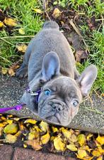 Franse bulldog teefje  enorme kroeldoos, Dieren en Toebehoren, Honden | Bulldogs, Pinschers en Molossers, 8 tot 15 weken, Teef