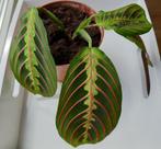 Maranta Leuconeura Fascinator Tricolor Tiengebodenplant, Overige soorten, Minder dan 100 cm, Ophalen of Verzenden, Halfschaduw