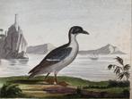 Antieke vogelprent Kleine Zeekoet 18e eeuw, Antiek en Kunst, Kunst | Etsen en Gravures, Ophalen of Verzenden