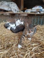 Kittens, Dieren en Toebehoren, Katten en Kittens | Overige Katten, Meerdere dieren