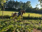 Ervaren bijrijder/verzorg/leaser aangeboden, Dieren en Toebehoren, Paarden en Pony's | Overige Paardenspullen, Ophalen of Verzenden