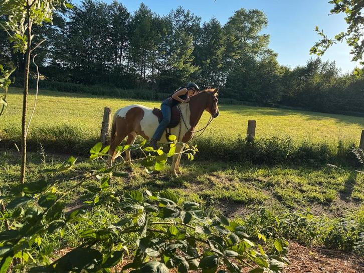 Ervaren bijrijder/verzorg/leaser aangeboden, Dieren en Toebehoren, Paarden en Pony's | Overige Paardenspullen, Ophalen of Verzenden