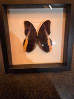 Opgezette vlinder in lijst - perfecte decoratie!, Huis en Inrichting, Ophalen of Verzenden, Zo goed als nieuw