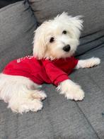 Lieve en sociale Maltese pup te koop, Dieren en Toebehoren, Honden | Chihuahua's en Gezelschapshonden, Maltezer, Rabiës (hondsdolheid)