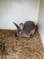 Black en brown tan konijnen, Dieren en Toebehoren, Meerdere dieren, Middelgroot, 0 tot 2 jaar