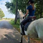Super brave 9 jarige bwp ruin, Dieren en Toebehoren, Paarden, Gechipt, Ruin, 7 tot 10 jaar, 160 tot 165 cm