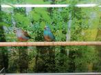 Gezocht tropische en volière vogels., Meerdere dieren, Tropenvogel