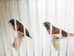 tropische vogeltjes, Dieren en Toebehoren, Vogels | Overige Vogels, Meerdere dieren, Tropenvogel