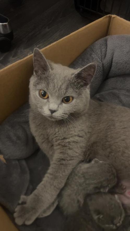 Britse korthaar, Dieren en Toebehoren, Katten en Kittens | Raskatten | Korthaar, Poes, 0 tot 2 jaar, Ontwormd, Ingeënt