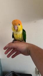 Super tamme caique, Dieren en Toebehoren, Vogels | Parkieten en Papegaaien, Geslacht onbekend, Papegaai