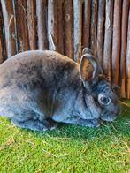 Rex dwerg ram jong, Dieren en Toebehoren, Konijnen, Mannelijk, Dwerg, 0 tot 2 jaar