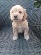 Cavapoo pups (particulier) mogen meteen mee, Dieren en Toebehoren, Honden | Chihuahua's en Gezelschapshonden, Overige rassen, CDV (hondenziekte)