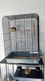 Kanaries 2 stuks met kooi, Dieren en Toebehoren, Vogels | Hokken en Kooien, Ophalen, Zo goed als nieuw, Vogelkooi