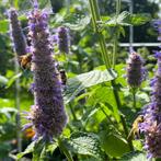 Dropplant zaden, Agastache Foeniculum, Zaad, Verzenden