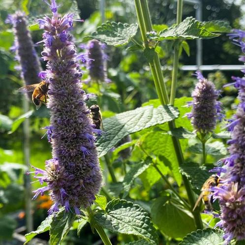 Dropplant zaden, Agastache Foeniculum, Tuin en Terras, Bloembollen en Zaden, Zaad, Verzenden