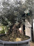 ❗️Actie️❗️Tekoop olijfboom Olea europea., Tuin en Terras, Planten | Bomen, Ophalen of Verzenden, Olijfboom, 250 tot 400 cm, Zomer