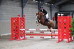 Duitse rijpony met winnaarsmentaliteit, Merrie, Gechipt, Springpony, L