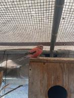 Bourke prakiet koppel, Meerdere dieren, Parkiet, Geringd