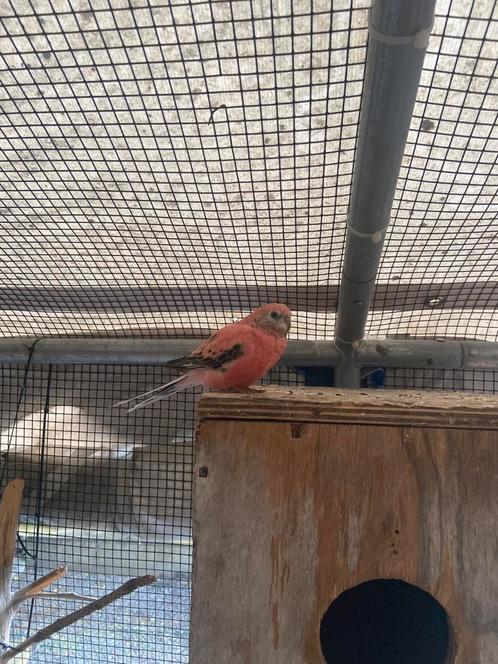Bourke prakiet koppel, Dieren en Toebehoren, Vogels | Parkieten en Papegaaien, Parkiet, Meerdere dieren, Geringd