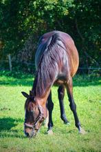 Lieve ruin, 15jr 1.57m, Dieren en Toebehoren, Pony's, E pony (1.48m - 1.57m), Ruin, Niet van toepassing, 11 jaar of ouder