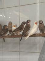 Bandvinken INO koppels overjarig geelband en roodband, Meerdere dieren, Tropenvogel, Geringd
