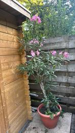 Oleanderboom, Tuin en Terras, Planten | Bomen, Ophalen of Verzenden, Volle zon, Overige soorten