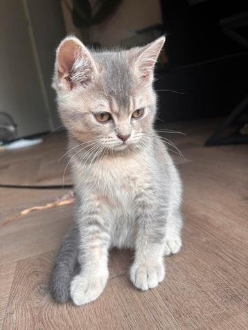 🐾 Britse korthaar kitten beschikbaar - Lilac kleur beschikbaar voor biedingen