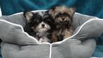 Mini boomer puppie,s   (Geheel verzorgd), Dieren en Toebehoren, Honden | Chihuahua's en Gezelschapshonden, Nederland, Overige rassen