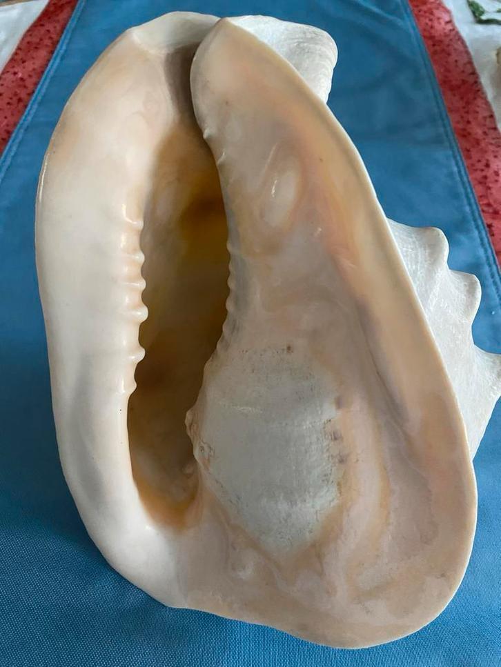 Grote Cassis Cornuta schelp, Verzamelen, Mineralen en Fossielen, Schelp(en), Ophalen of Verzenden