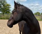 Super lieve ruin! Pre x Fries, Dieren en Toebehoren, Paarden, Ruin