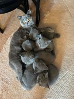Brits korthaar kitten met oranje ogen, Dieren en Toebehoren, Katten en Kittens | Raskatten | Korthaar, Poes, Met stamboom