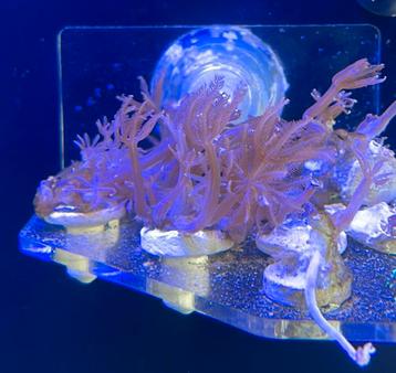 Anthelia stekken voor zeeaquarium beschikbaar voor biedingen