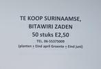 Bitawiri zaden 50 stuks E2,50, Verzenden, Voorjaar, Volle zon, Zaad