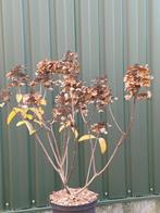 Mooie pluim hortensia, Volle zon, Vaste plant, Zomer, Ophalen