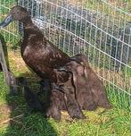 6 kuikens Indische loopeenden 2 met kuifje, Geslacht onbekend, Eend