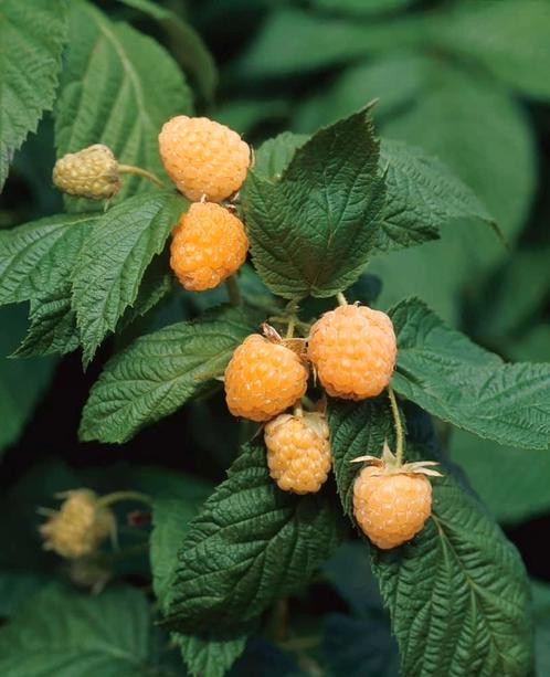 Gele framboos, Tuin en Terras, Planten | Tuinplanten, Vaste plant, Fruitplanten, Volle zon, Zomer, Ophalen