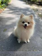 Pomeranian mini, Parvo, 15 weken tot 1 jaar, Teef, Eén hond