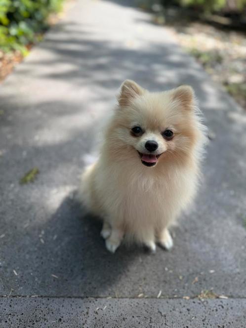 Pomeranian mini, Dieren en Toebehoren, Honden | Niet-rashonden, Klein, Teef, Particulier, Eén hond, Nederland, 15 weken tot 1 jaar